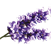Airwick_Fragrances_1.5_Lavender_A.png